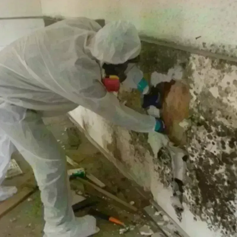 Mold Remediation and Removal in Stephenville, TX